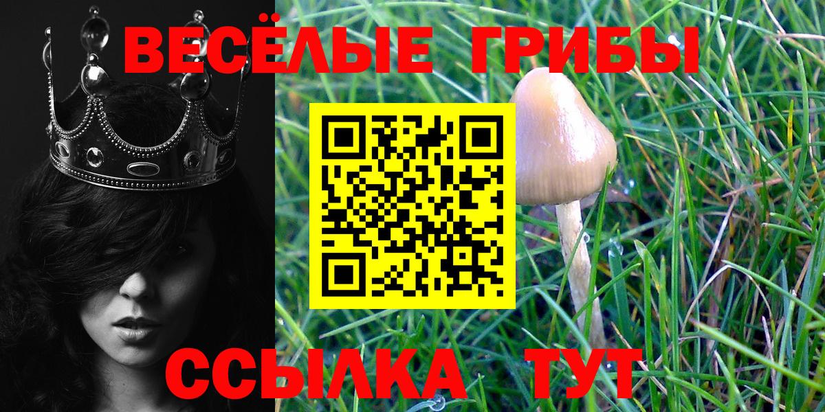 Галлюциногенные грибы Psilocybe Грозный